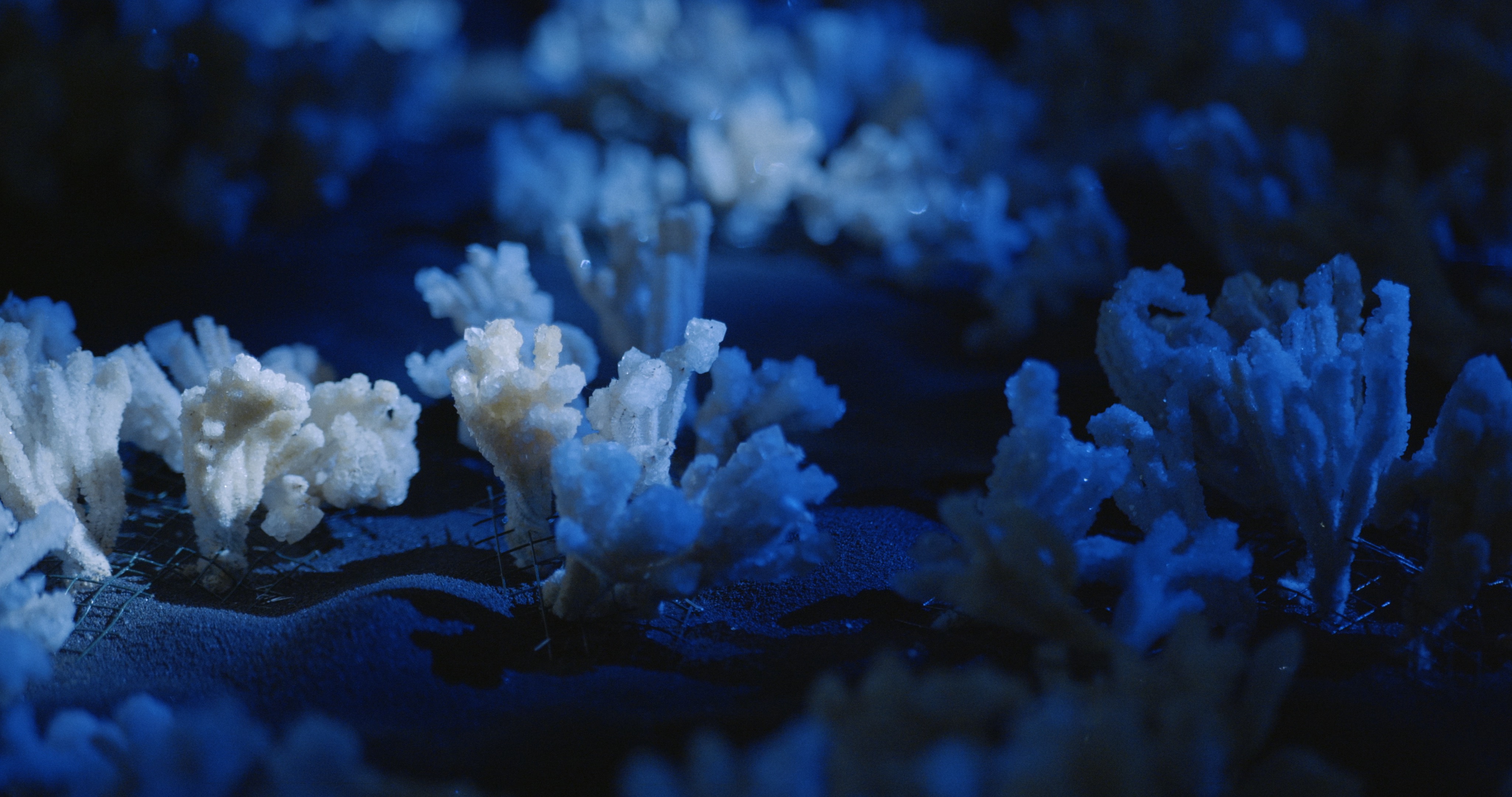 Maelström !, Dead Communities — barrières de corail et données, installation Alessia Sanna