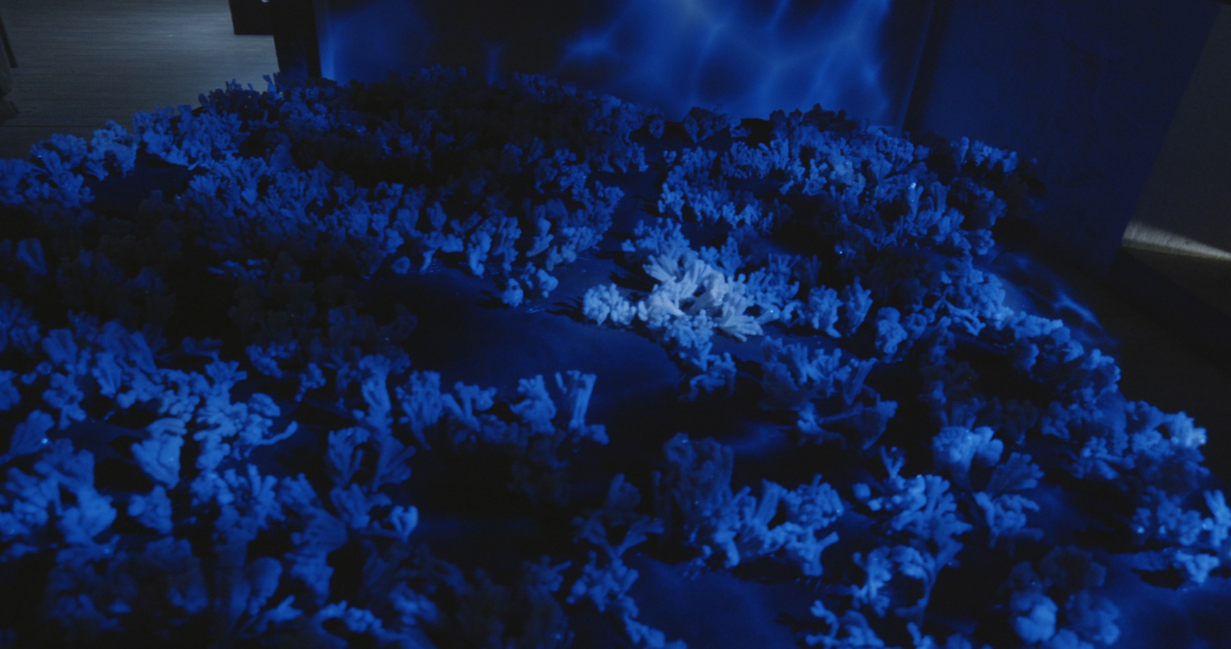 Maelström !, Dead Communities — barrières de corail et données, installation Alessia Sanna