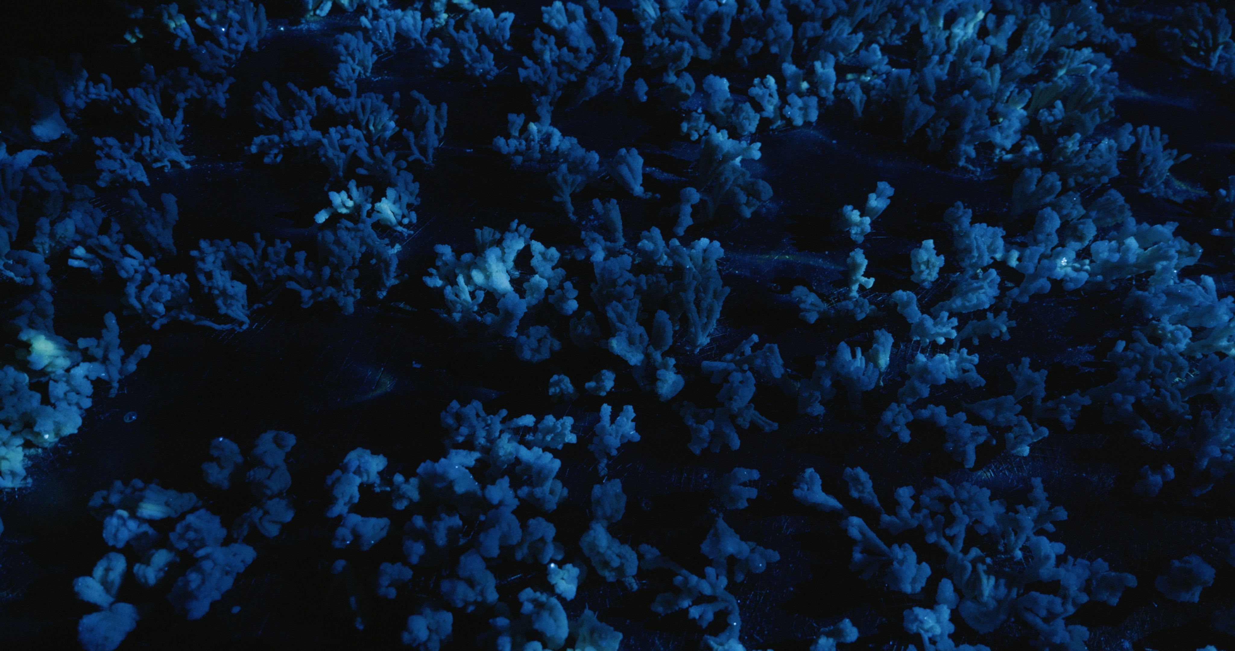 Maelström !, Dead Communities — barrières de corail et données, installation Alessia Sanna